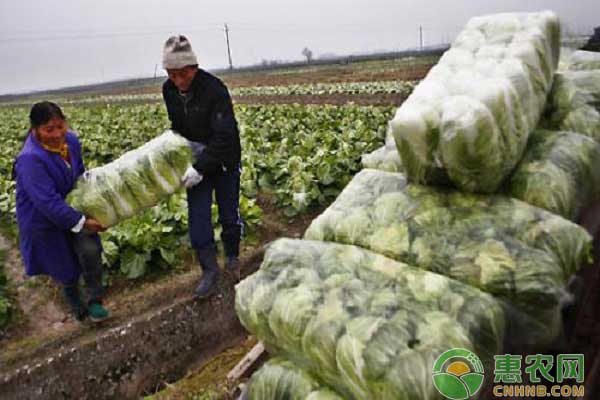 大白菜行情之大白菜最新价格