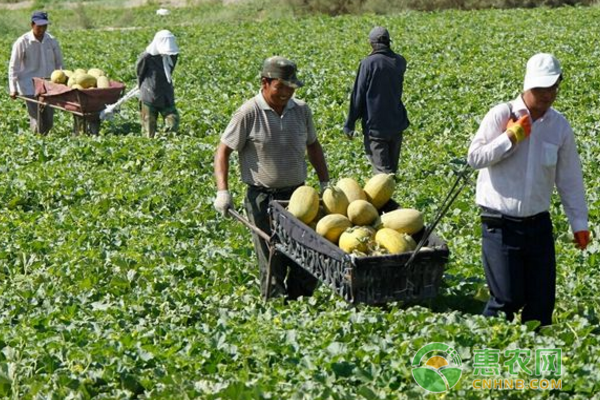 各级农业部门积极引导农民在春季收获哈密瓜