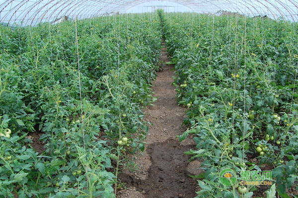 番茄初花期管理技巧:控旺、蘸花、防病毒的方