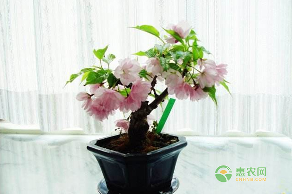 盆栽樱花种植时间与方法分享_惠农学堂-中国惠
