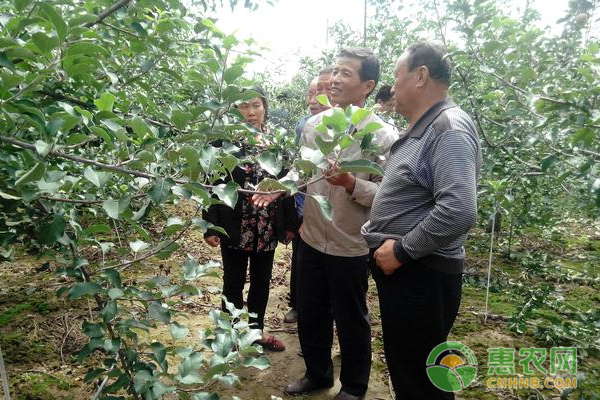 杨老师到侯堡镇进行核桃种植技术培训