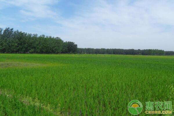 小麦田地