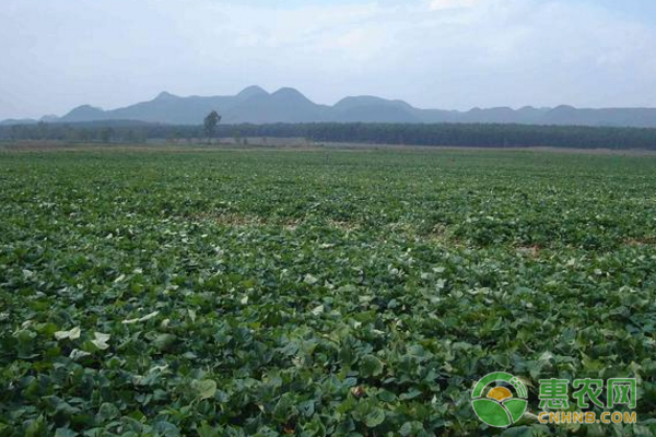 红薯储藏技巧：根据生理特点采取措施