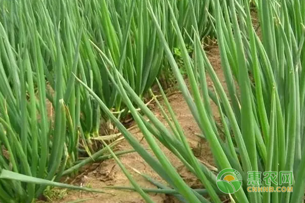 种植大葱虽然不是什么技术活