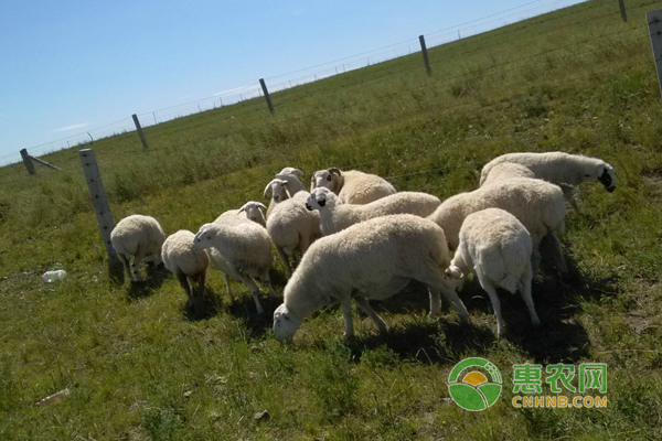 9月羊肉多少一斤?9月羊价行情及分析-行情资讯