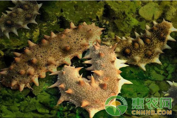 <a rel='nofollow' rel='nofollow' href='http://www.cnhnb.com/p/haisen/' rel='nofollow' target='_blank'><span style='color:#FF8000'>海参</span></a>