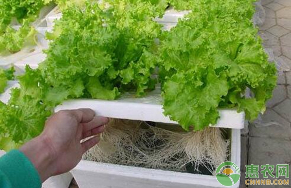 无土栽培蔬菜 无土栽培蔬菜