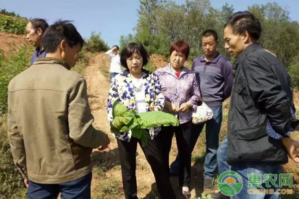 苗教授采取教室授课和田间实地操作演示相结合的模式