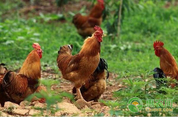 淘汰鸡多少钱一斤?2017年9月8日各地淘汰鸡价格行情