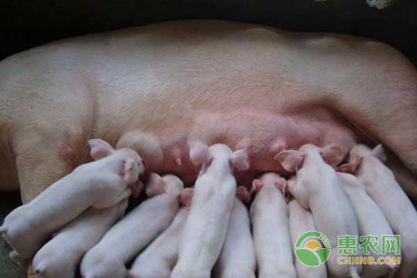 建设母猪分娩舍的注意事项