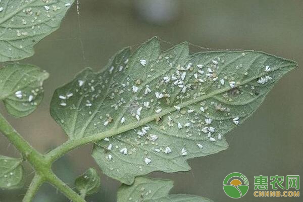 蔬菜种植中常见的害虫介绍,附带防治方案-惠农