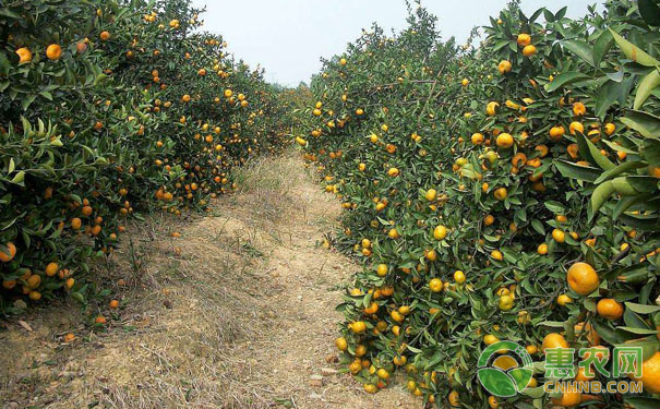 柑橘秋季种植技术要点