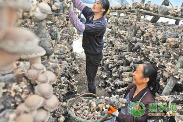 香菇多少钱一斤?9月12日全国各地香菇价格波动不大 香菇多少钱一斤?9月12日全国各地香菇价格波动不大