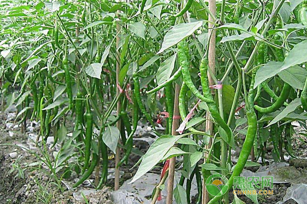 “开学季”蔬菜需求增加 地产菜价格走势是否上涨？