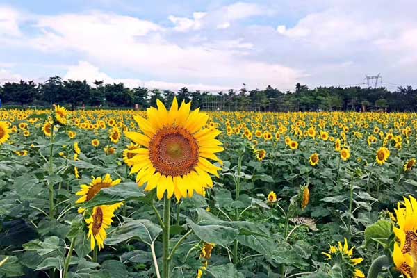 葵花多少钱一斤?9月12日部分地区葵花价格走低 葵花多少钱一斤?9月12日部分地区葵花价格走低