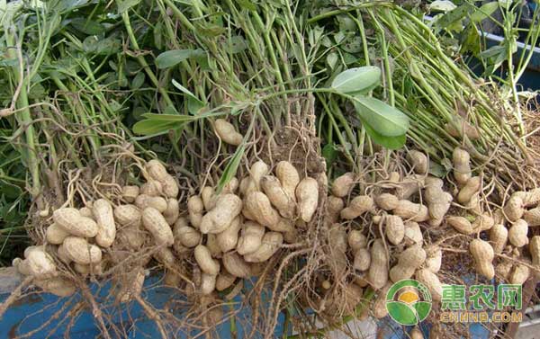 09月13日花生价格：花生价格将持续处于弱势
