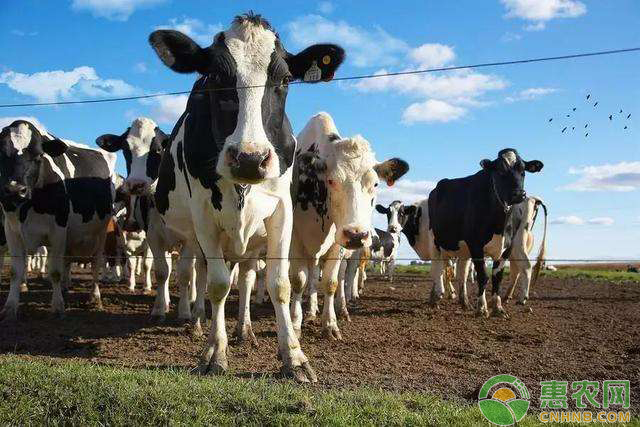 牛养殖技巧:农村小规模养牛怎么养?