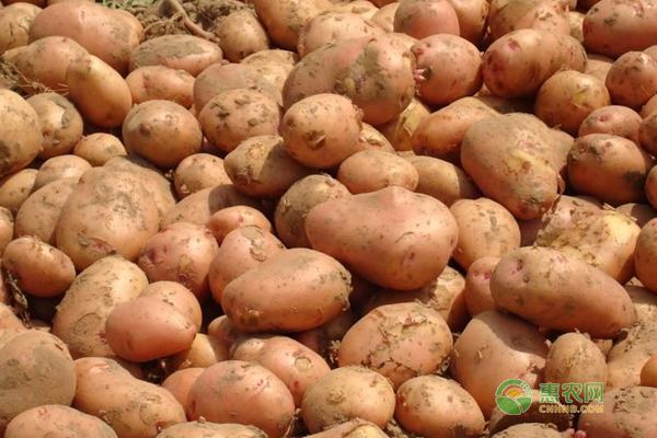马铃薯多少钱一斤？9月14日马铃薯主产区市场行情走势！