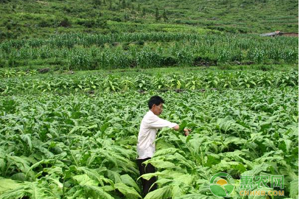 种植黄烟脱贫案例带领全村人种植黄烟致富