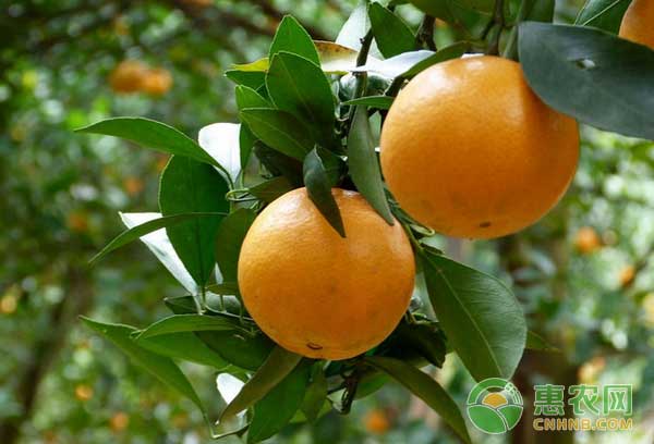橙与橘的杂交品种--贡柑栽培要点-惠农学堂-惠