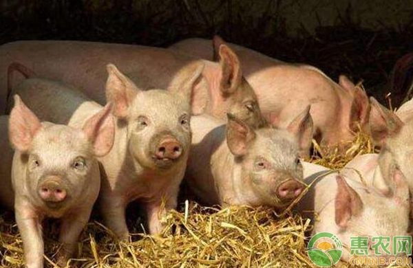 农村养殖致富经:科学养猪的四大注意事项-惠农