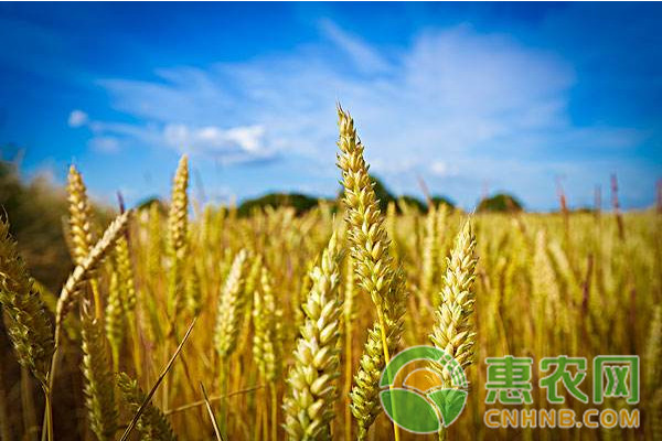 小麦价格走势