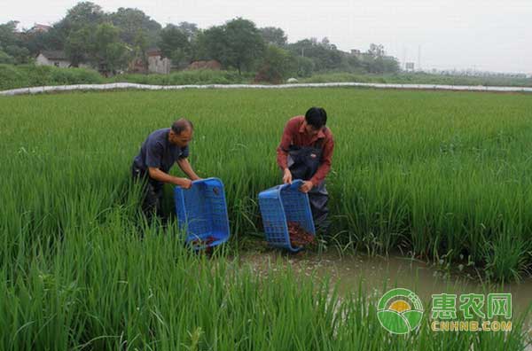 广西宾阳采用虾稻共生模式创增收