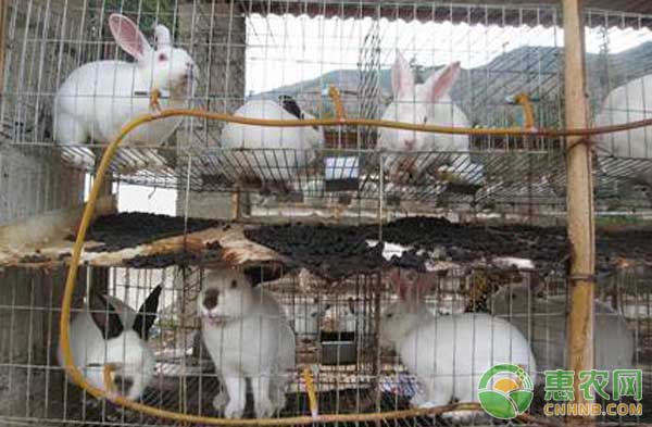 “兔司令”刘义养殖商品兔带领乡亲脱贫致富