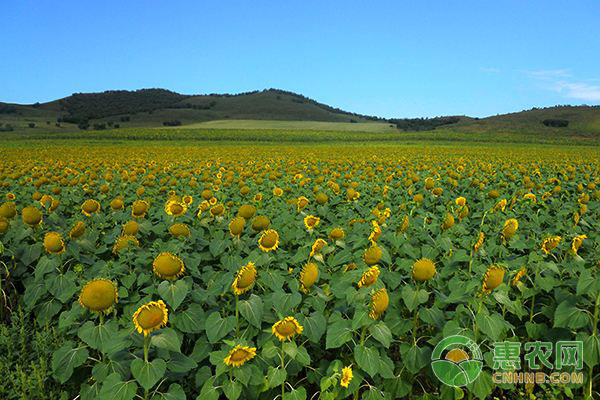 2017年9月18日葵花市场价格行情