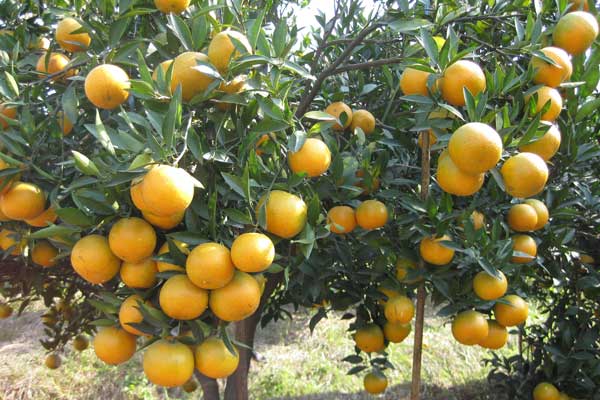 提高柑橘产量关键在于土壤!柑橘园土壤改良方