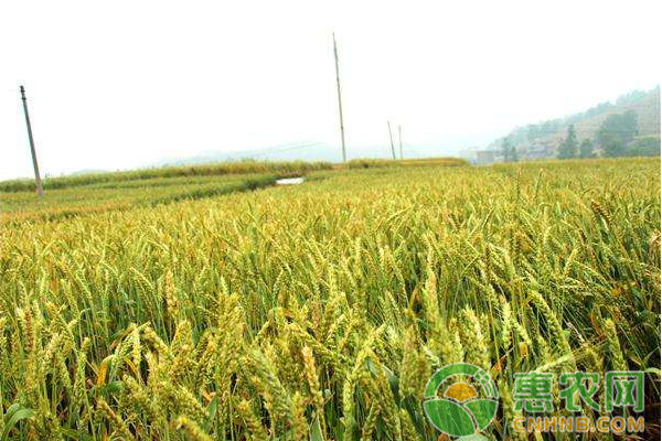 2017年9月22日全国<a href='https://www.cnhnb.com/p/xiaomai/' class='j-href' target='_blank'><span style='color:#FF8001'>小麦价格</span></a>最新行情：部分地区小麦价格高涨或将受到压制