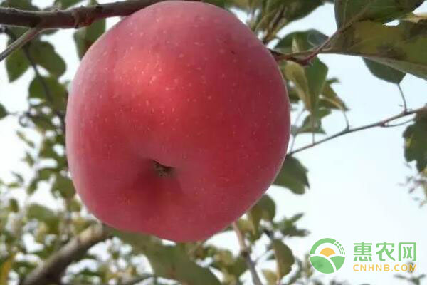 今年苹果怎么卖？2017最新各产区苹果市场价格