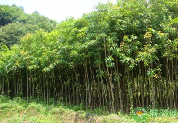 木荷栽培技术