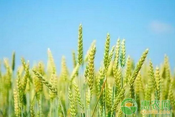 2017年9月25日今日小麦价格最新行情及走势分析