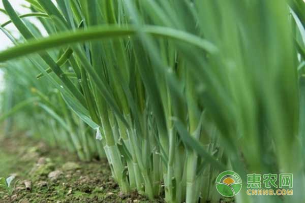 碱性土壤改良方法及种植韭菜技术