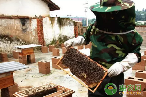 总果村历年来有养殖蜜蜂的实际情况