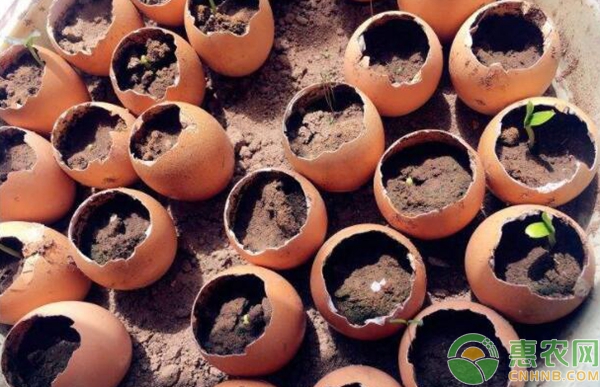 自制养花肥料:鸡蛋壳、花生壳和苹果皮巧做花