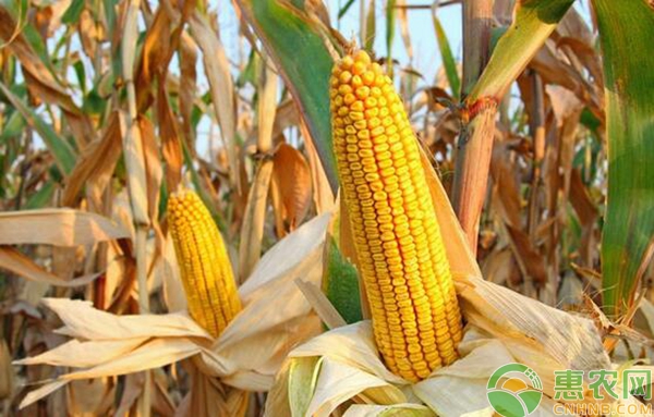 玉米种植户3大担忧问题