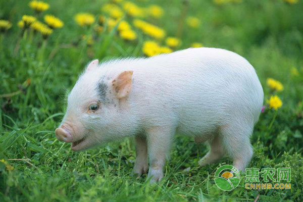 吉林省仔猪多少钱一斤2017年9月28日吉林省仔猪价格行情