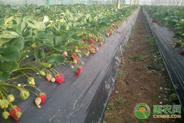 草莓种植技术：草莓蓟马、螨虫、病毒灾害防治措施