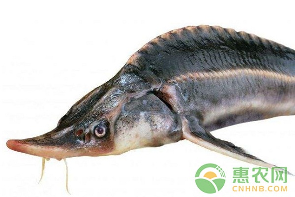 鱼肚子里藏着“黑黄金”，每公斤可以卖到上万元！