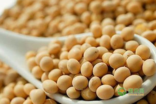 2017年9月28日大豆价格行情