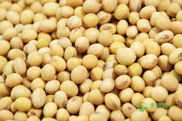 2017年9月28日大豆价格行情分析