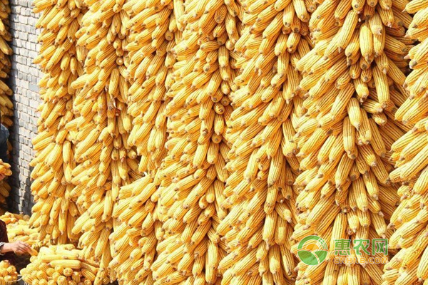 新季玉米上市多少钱一斤？2017年9月29日玉米价格行情走势！