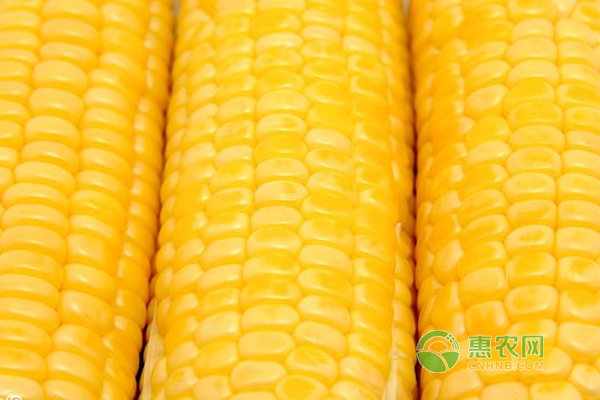 今日玉米价格：2017年9月29日玉米价格行情走势