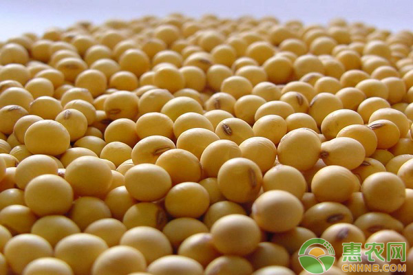 大豆价格