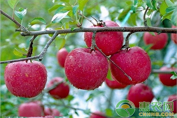 红富士苹果多少钱一斤？10月10日红富士苹果价格走势