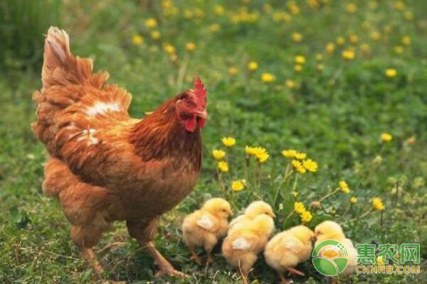 禽类养殖：养殖这五种禽类更赚钱!