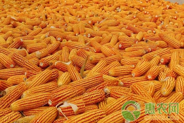 玉米价格还会涨吗？2017年10月11日全国玉米价格最新行情