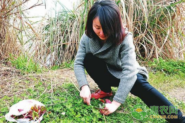 这些在农村里不值钱的野草 到了酒店里竟卖到上百元一碟